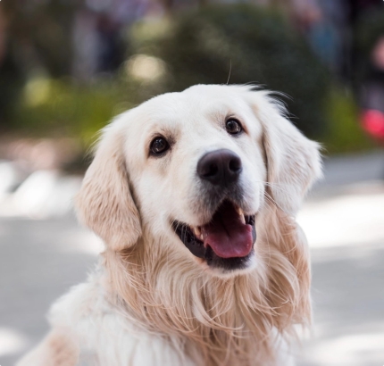 pexels-svetozar-milashevich-1490908