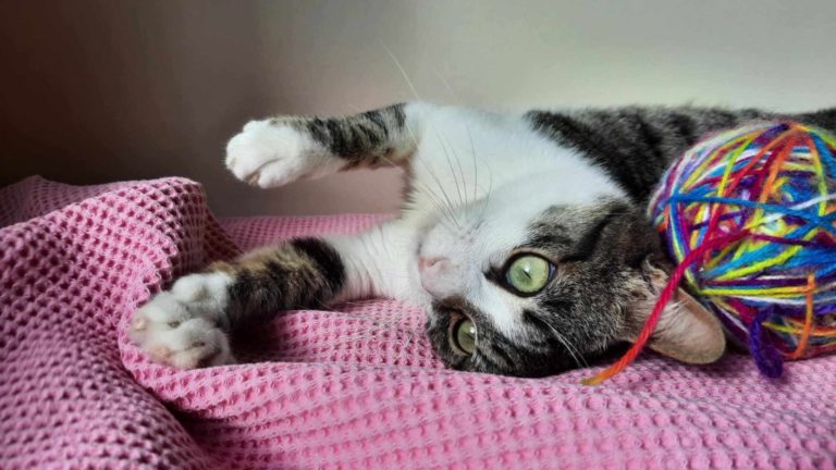 Σιρόπι, Αγκαλίτσα