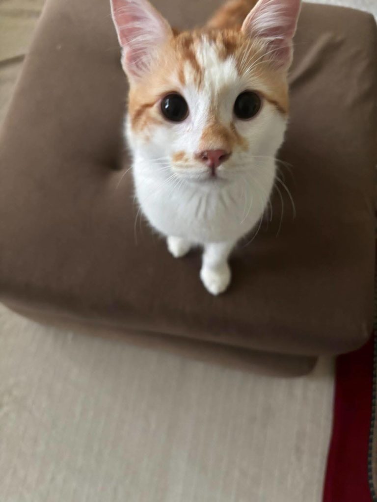 Θέμις και Ορφέας