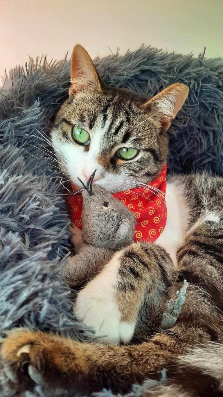 Βουτυρομπεμπές