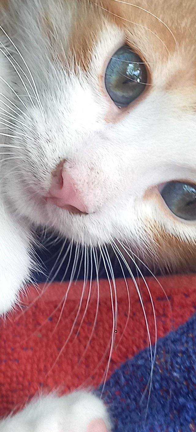 Γαλανομάτης