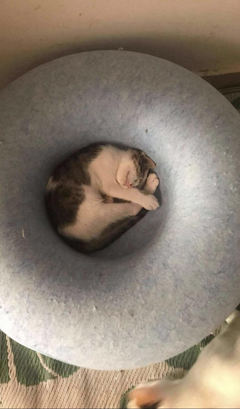 Γατοκούλουρος