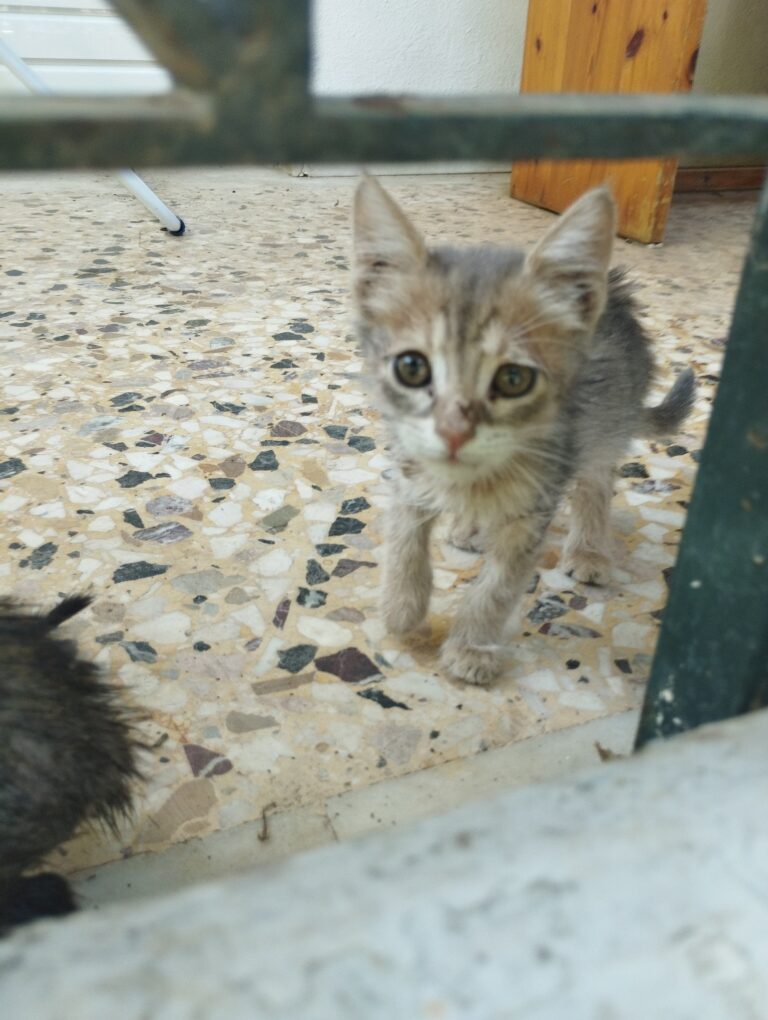 Μιμή, Παύλος και Κώστας