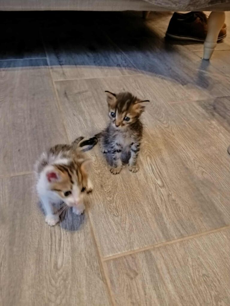 Θωμάς και Βίκτωρας