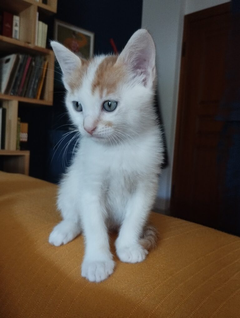 Η Χόλυ και η  τζιντζερούλα