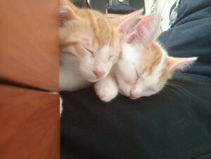 Χόλυ και Γκρειλ