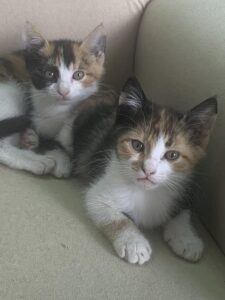 Μυρτώ και Κορίνα