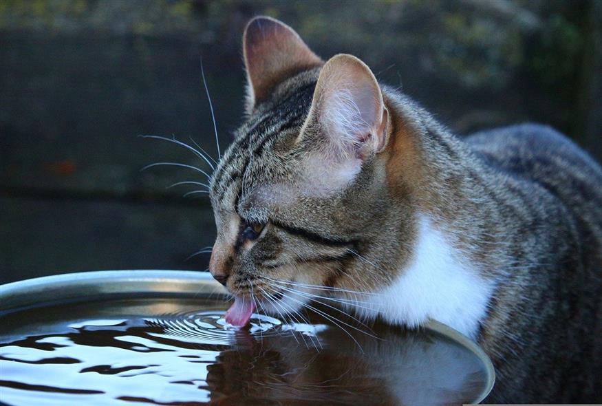 Στον καύσωνα δεν ξεχνάμε τα ζωάκια 🐶🐱